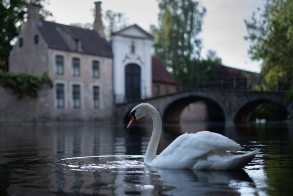 cygne decoration murale photographie