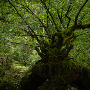 tree of life forest nature arbre de vie forêt buy office