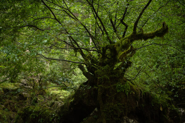 tree of life forest nature arbre de vie forêt buy office