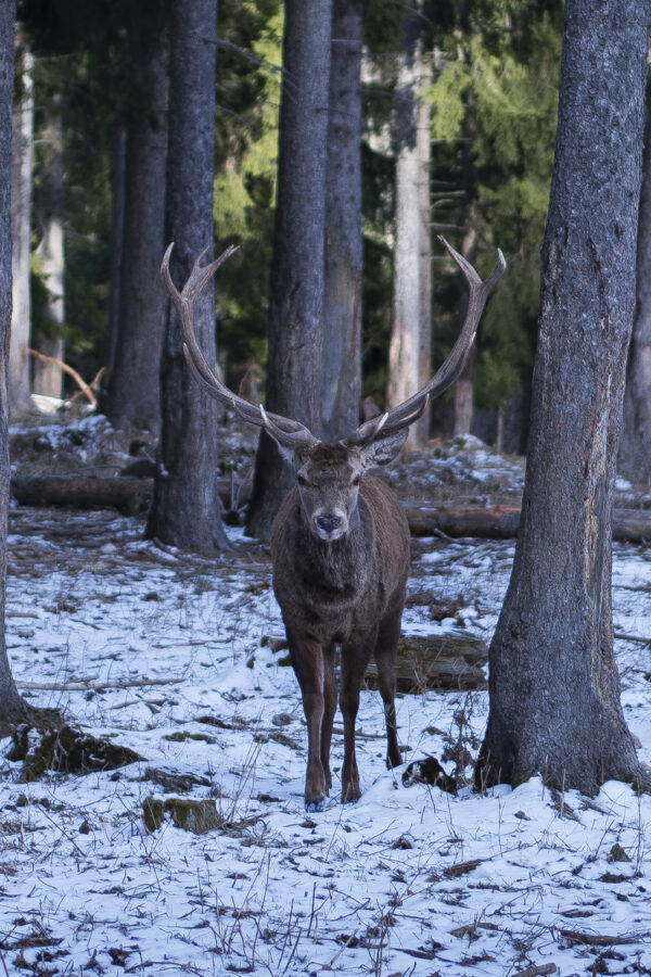 Cerf foret Deer Antler Aps austria