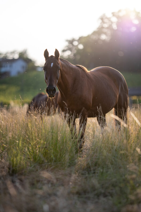 Vaud suisse cheval decoration photo fine art wall