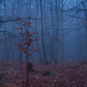 forêt japonaise manga décor nature arbre acheter