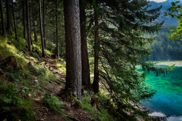 Austria big size forest trees buy fine art wall