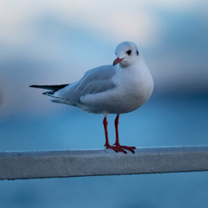 Goeland seagull Nyon suisse sea lake riviera