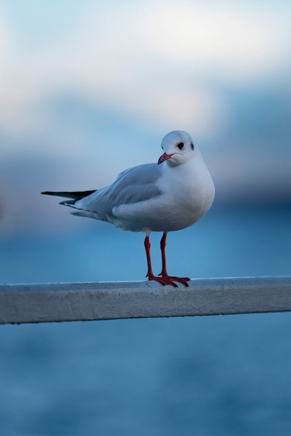 Goeland seagull Nyon suisse sea lake riviera